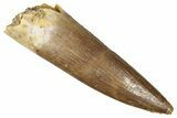 Fossil Plesiosaur (Zarafasaura) Tooth - Morocco #344213-1